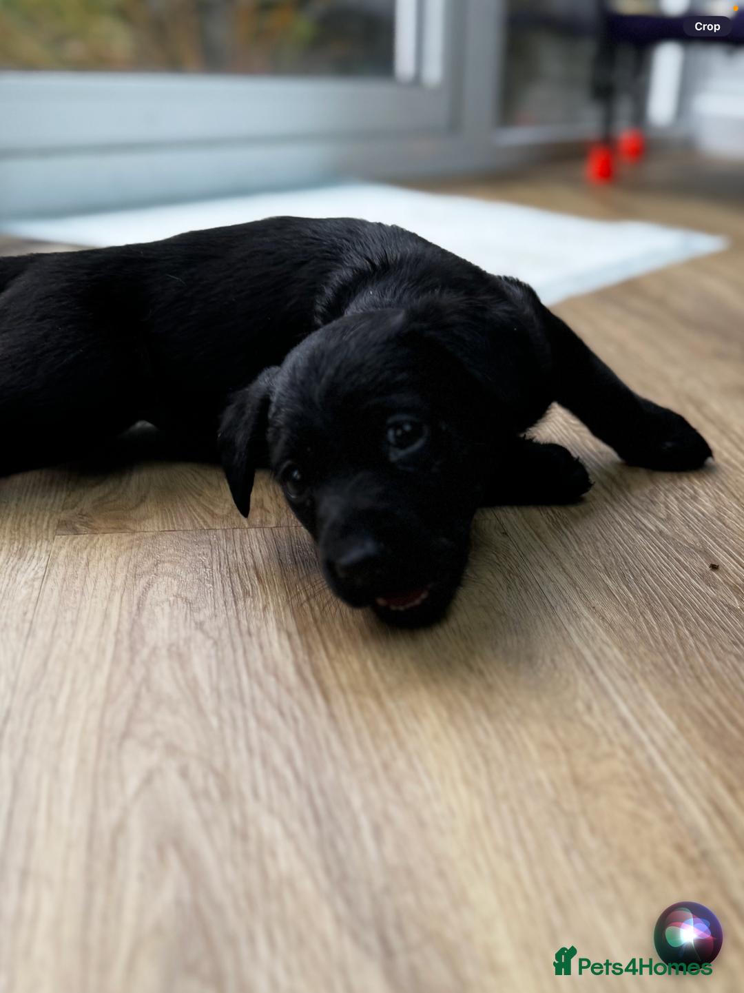 Labrador Retriever dogs for sale: ONLY 2 FEMALES LEFT ready to go  - Image 7