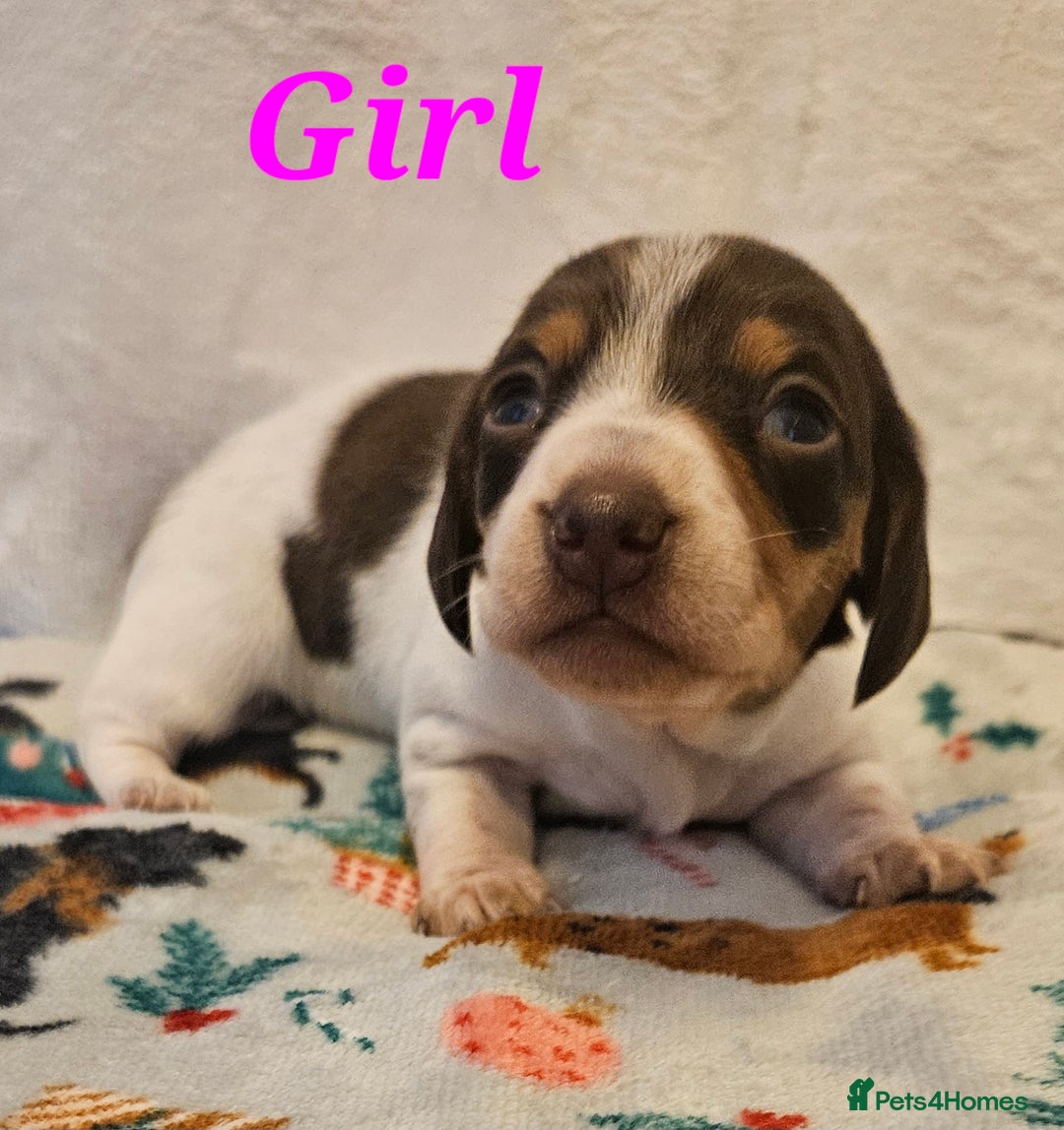 Miniature Dachshund dogs for sale: Beautiful kc miniature Dachshund puppies  - Advert 11