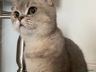 British Shorthair cats British shorthair females - Advert 2