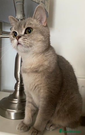 British Shorthair cats - Advert 2