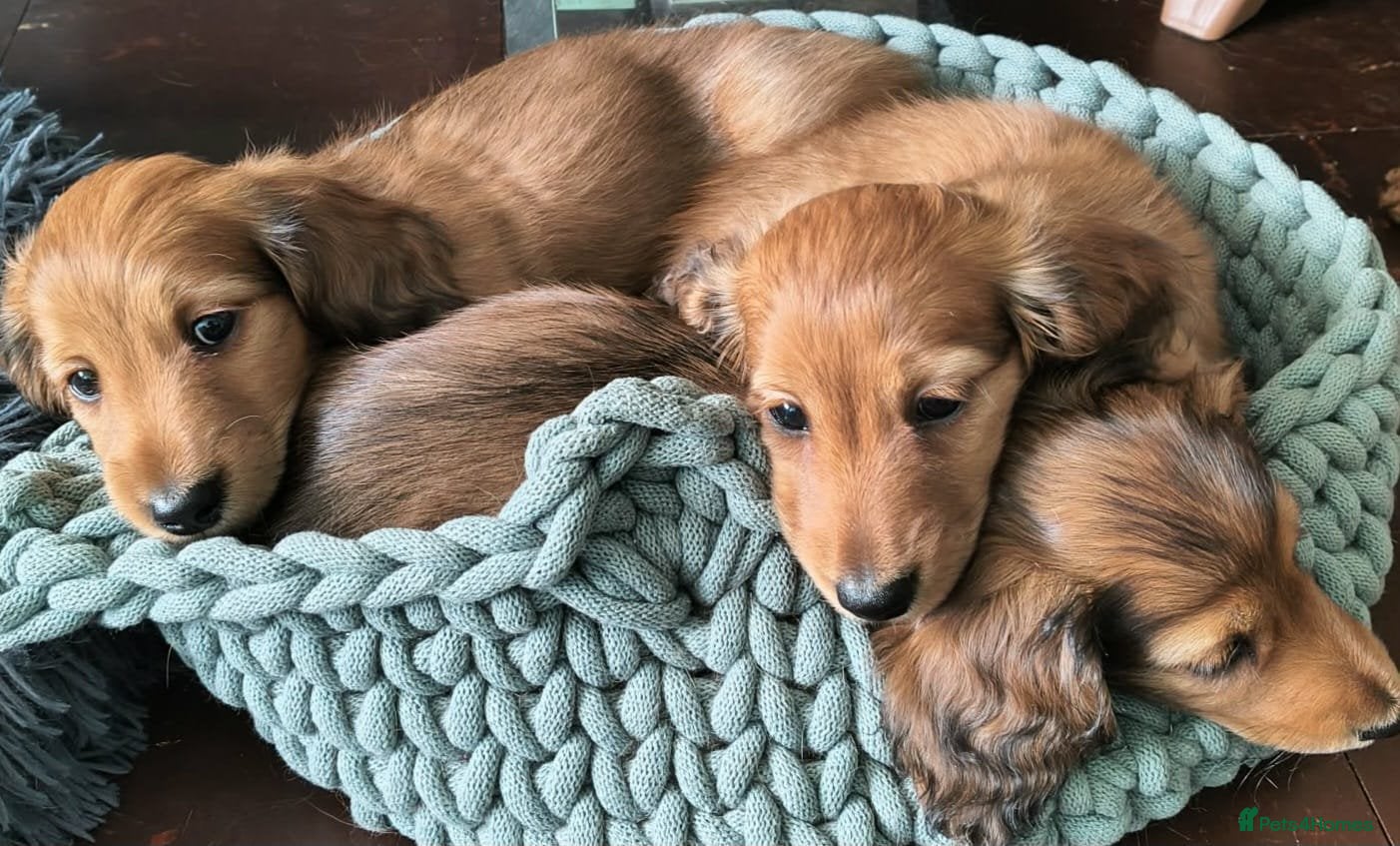Miniature Dachshund dogs Superior Quality Miniature Dachshund Puppies - Advert 7