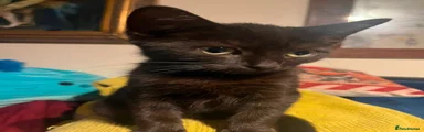 British Shorthair 2