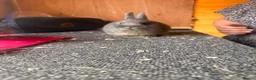 Netherland Dwarf rabbits for sale: Pure bred netherland dwarfs - Advert 5