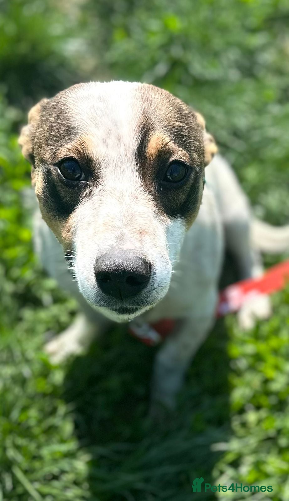 Mixed Breed dogs 💙🐶 JAZZ – HE WANTS EVERYONE TO JOIN THE FUN - Advert 1