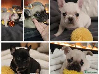 French Bulldog dogs Gorgeous frenchie pups - Advert 5