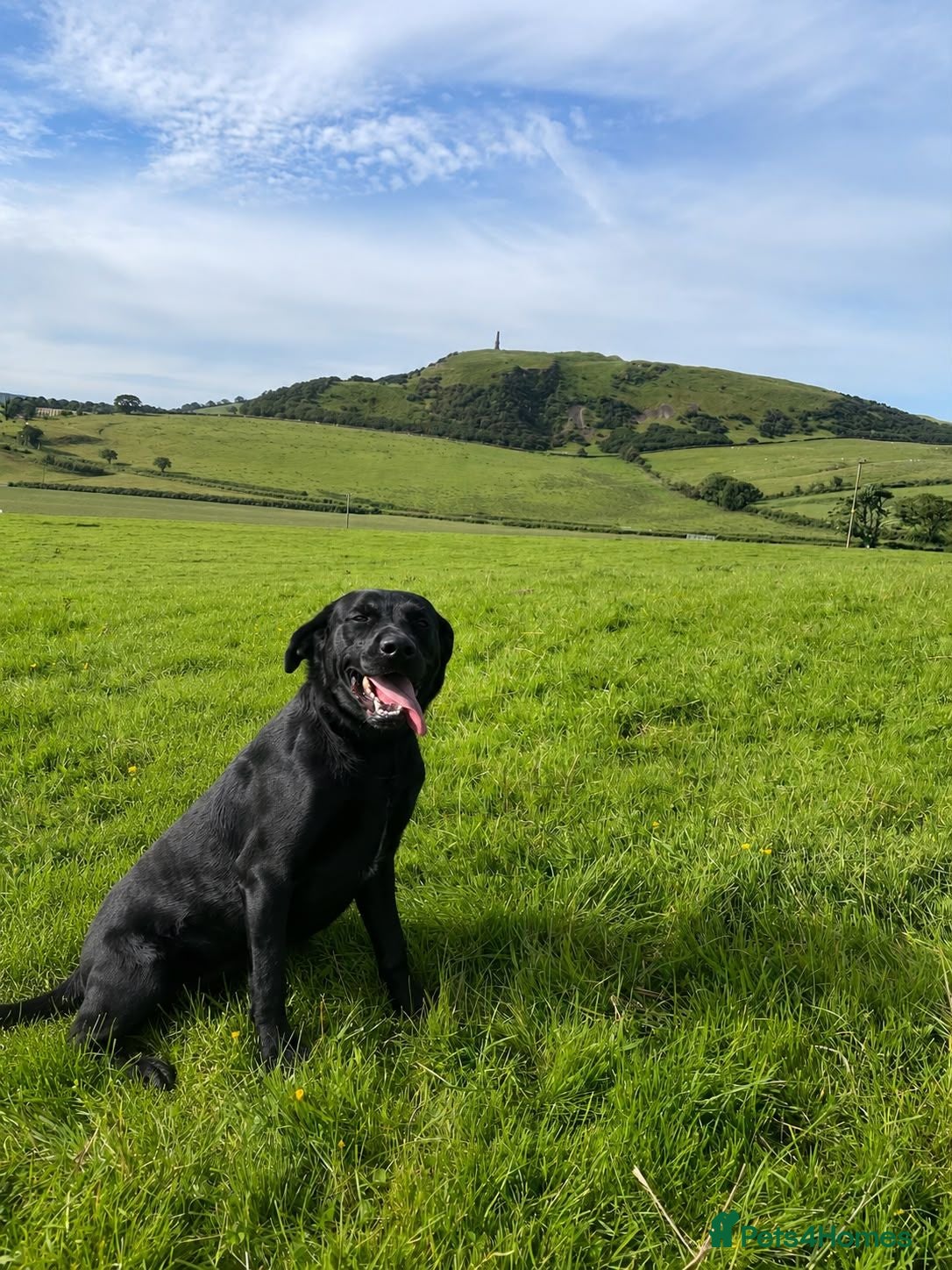 Labrador Retriever dogs Lovely lab neutered male - Advert 1