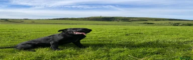 Male neutered Labrador Retriever 1