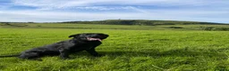 Labrador Retriever dogs for sale: Lovely lab neutered male - Advert 1