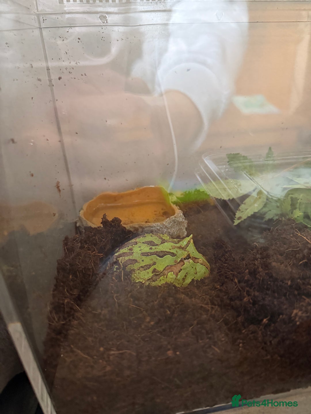 Frog reptiles for sale: Two Pac-Man frogs and set ups  - Advert 4