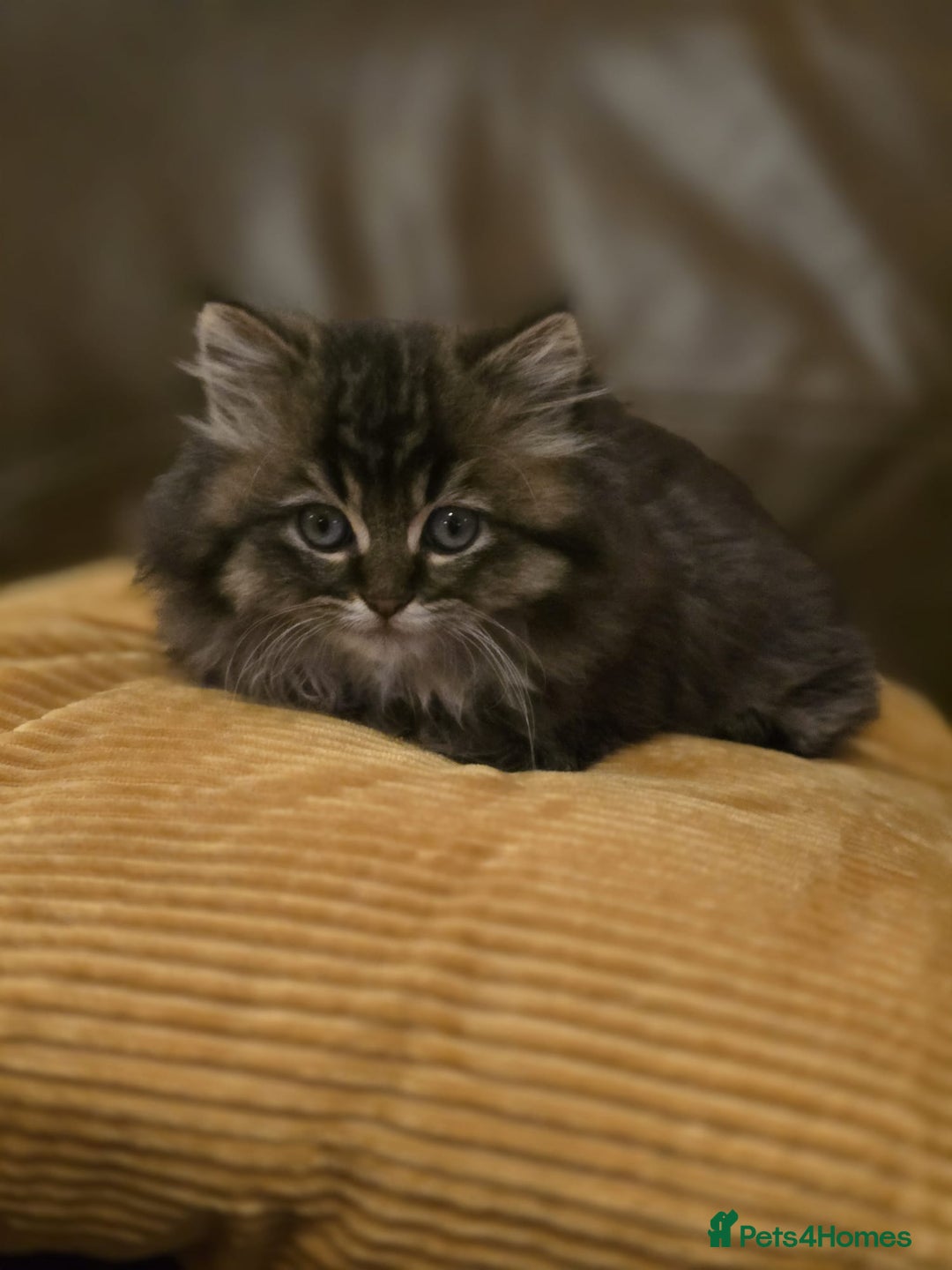 Mixed Breed cats for sale: British Shorthair mixed breed - Advert 4