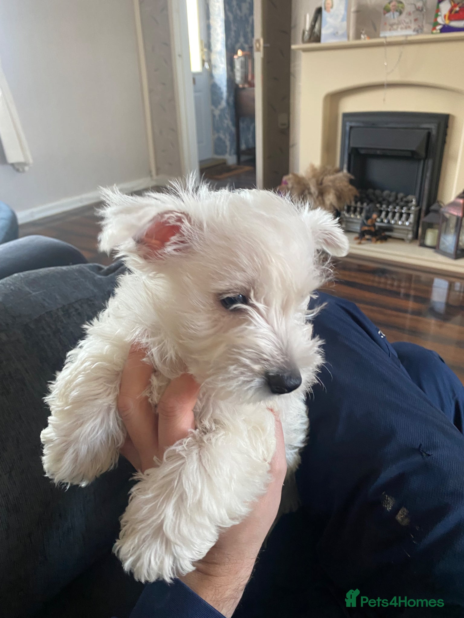 West Highland Terrier dogs for sale: Beautiful Westies - Advert 6