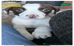 Mixed Breed dogs for sale: Beautiful 12 week old boy - Advert 1