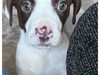 Mixed Breed dogs Beautiful 12 week old boy - Advert 1
