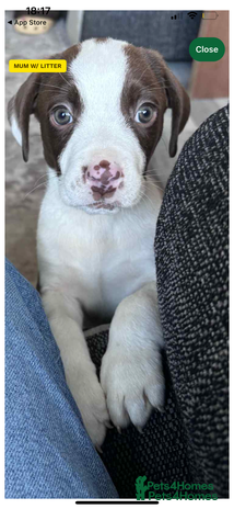 Mixed Breed dogs Beautiful 12 week old boy - Advert 1