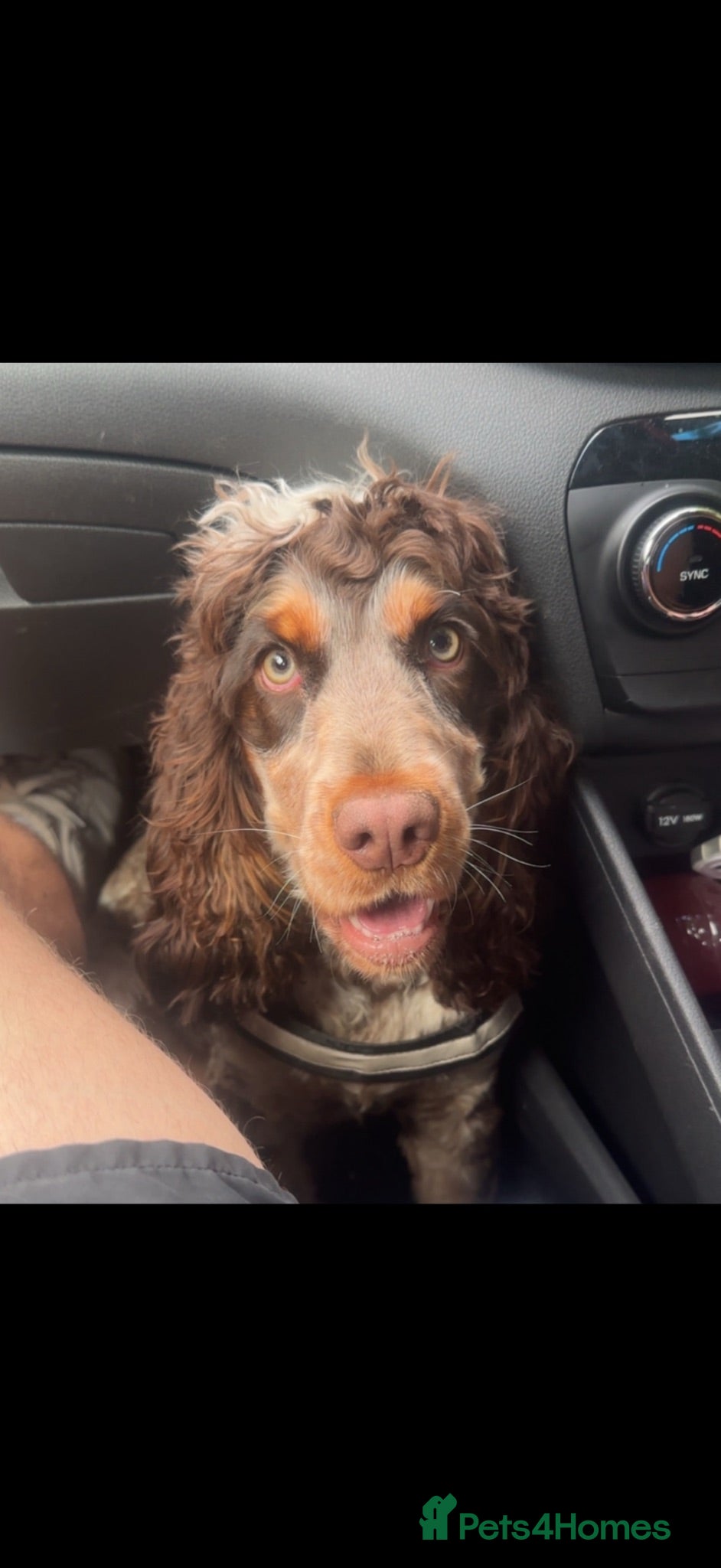 Cocker Spaniel dogs Cocker Spaniel puppies looking for forever homes♥️ - Advert 1