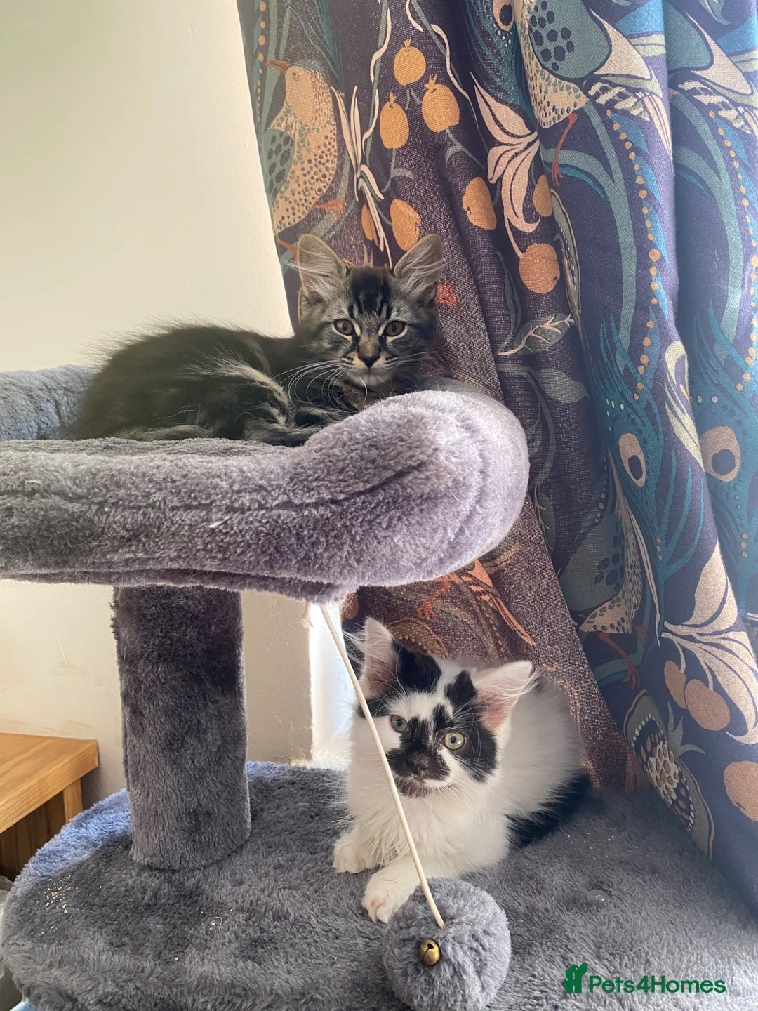 Mixed Breed cats for sale: 8 week old kittens for sale - Advert 2