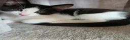Mixed Breed cats for sale: Mixed ragdoll  - Advert 4