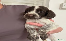 Sprocker dogs for sale: Sprocker spaniel pups  - Image 4