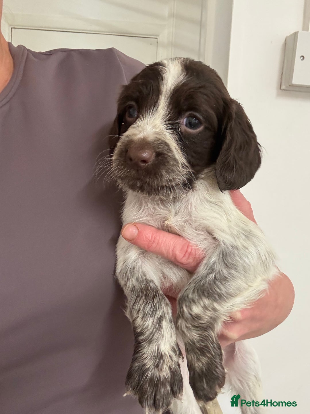 Sprocker dogs for sale: Sprocker spaniel pups  - Image 4