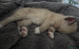 Ragamese cats for sale: ragamese kittens - Image 1