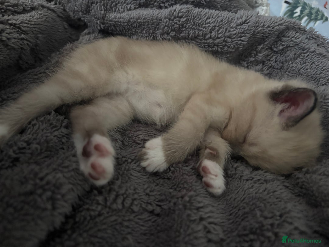Ragamese cats for sale: ragamese kittens - Image 1