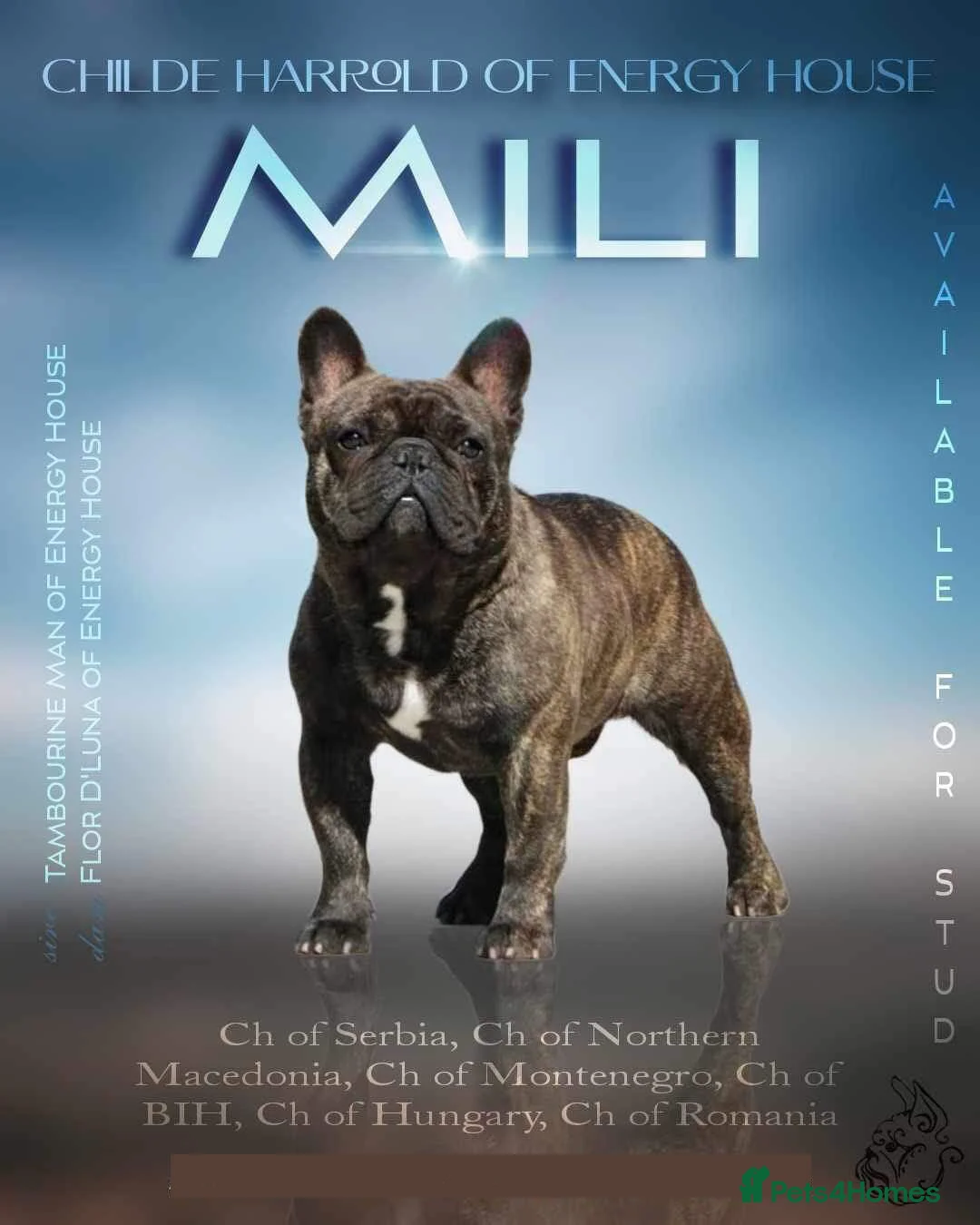 French Bulldog dogs for stud: FCI International Champion French Bulldog for Stud - Advert 1