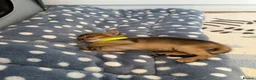 Abyssinian cats for sale: Abyssinian kittens 🌟😻🌟 - Advert 26