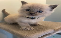 Ragdoll cats for sale: Blue and Pure Blue Mitted Ragdoll Kittens - Image 12