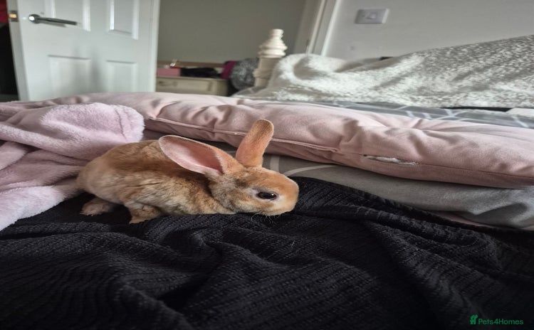 Rex rabbits - Advert 1
