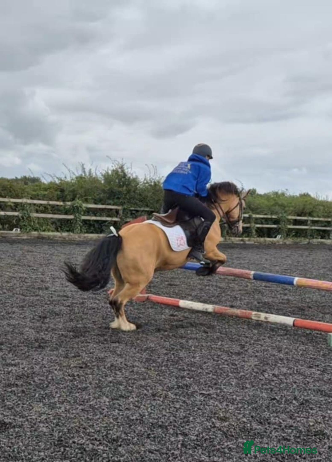 Other Breed horses for sale: DYNAMITE lovely dun gelding all rounder  - Image 2
