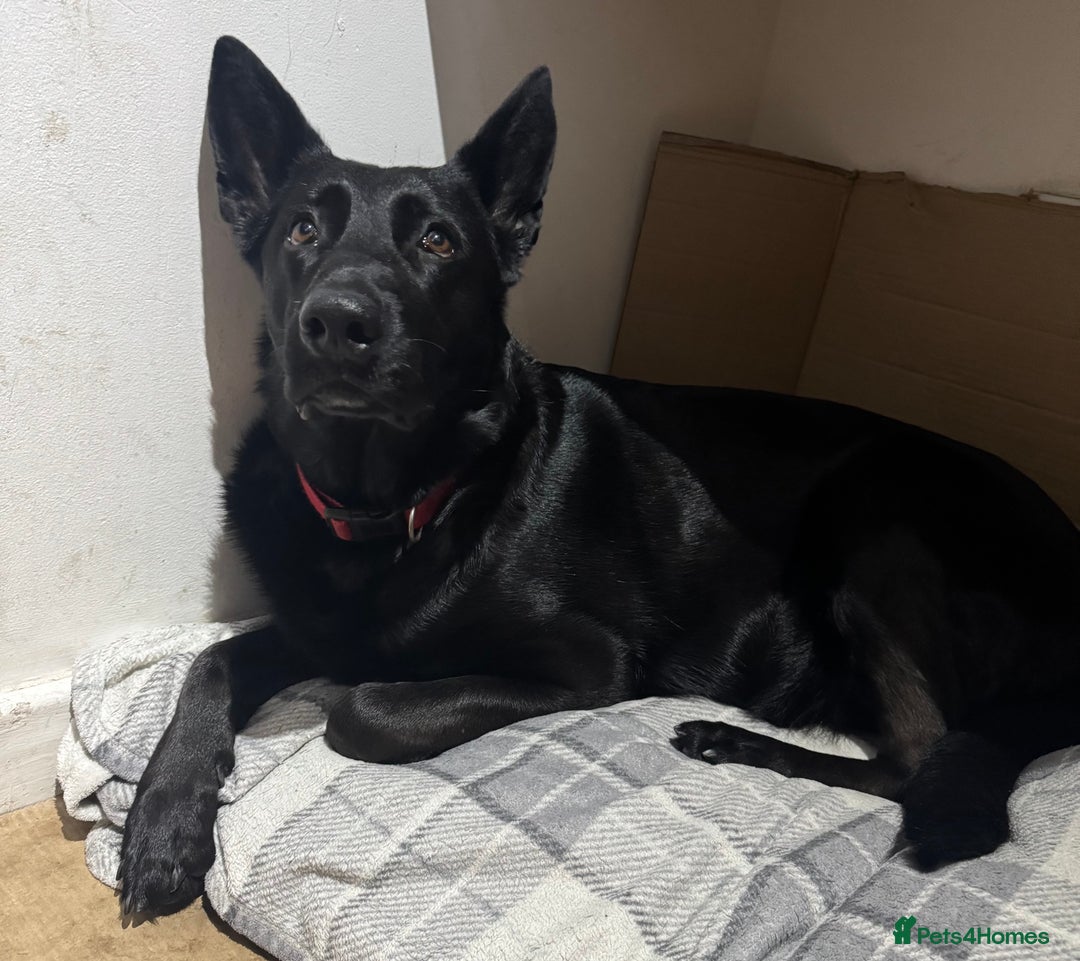 German Shepherd dogs for sale: German shepherd - Advert 1