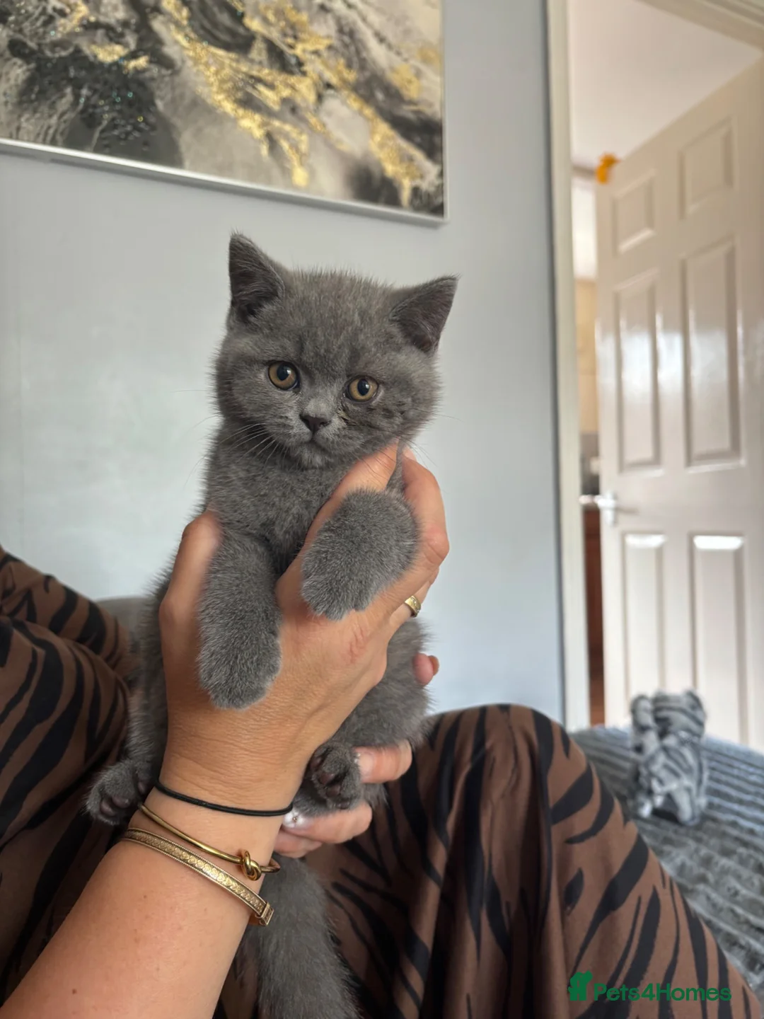 British Shorthair cats for sale: Blue British Shorthair Boy 💙 - Advert 1
