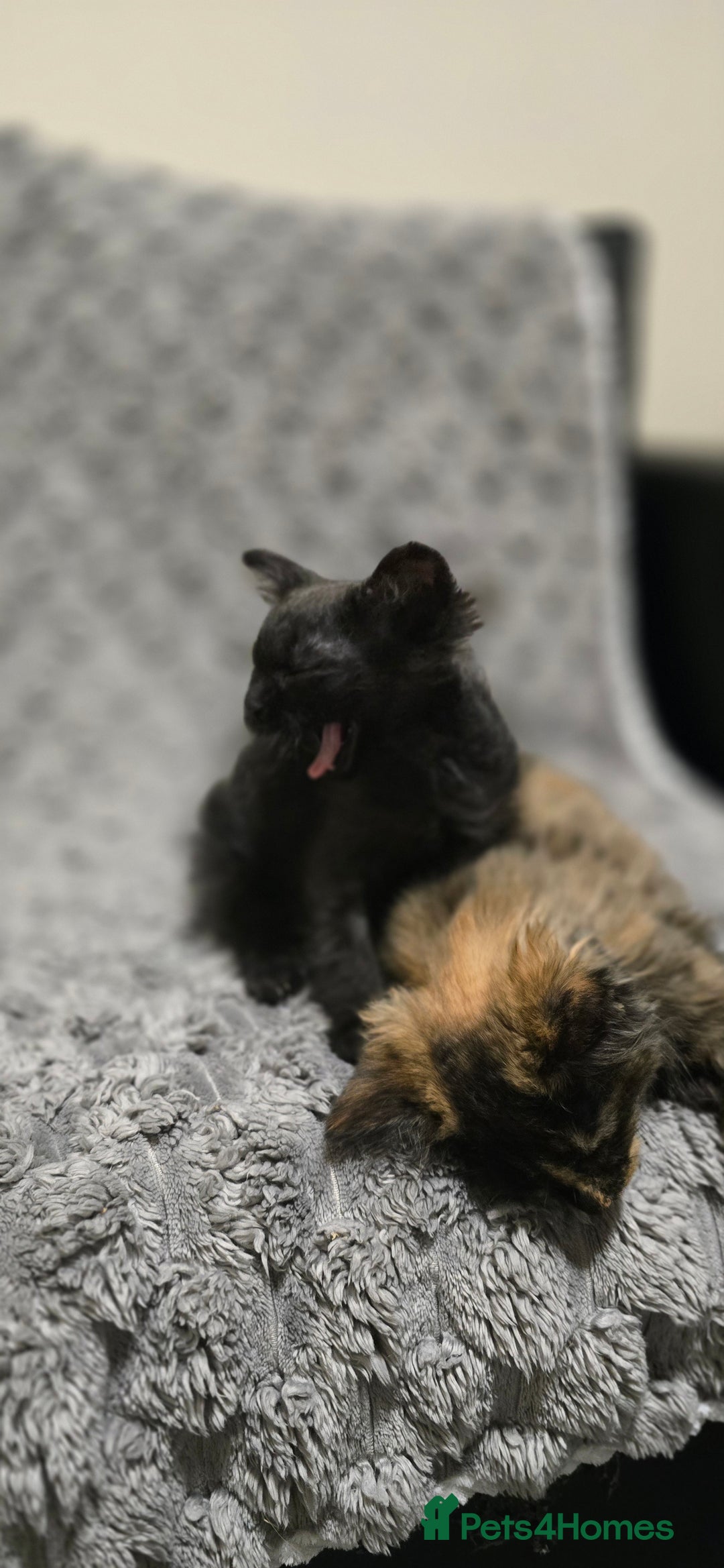 LaPerm cats for sale: 2 male Laperm mix kittens, curly haired - Advert 11