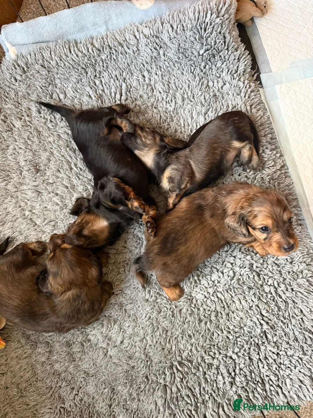 Miniature Dachshund dogs for sale: Adorable playful puppies - Advert 3