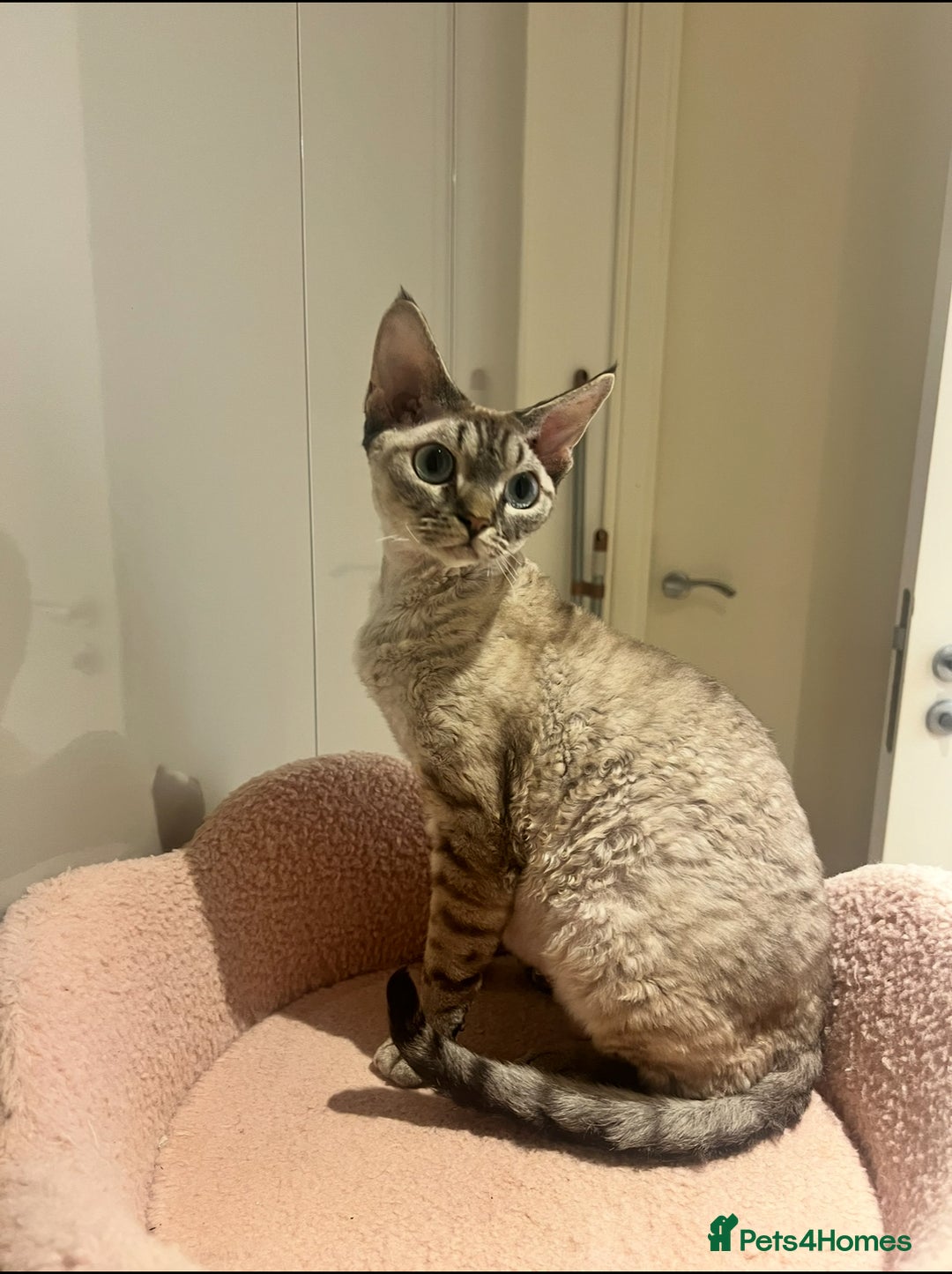 Devon Rex cats for sale: Last Devon Rex kitten this litter  - Advert 3