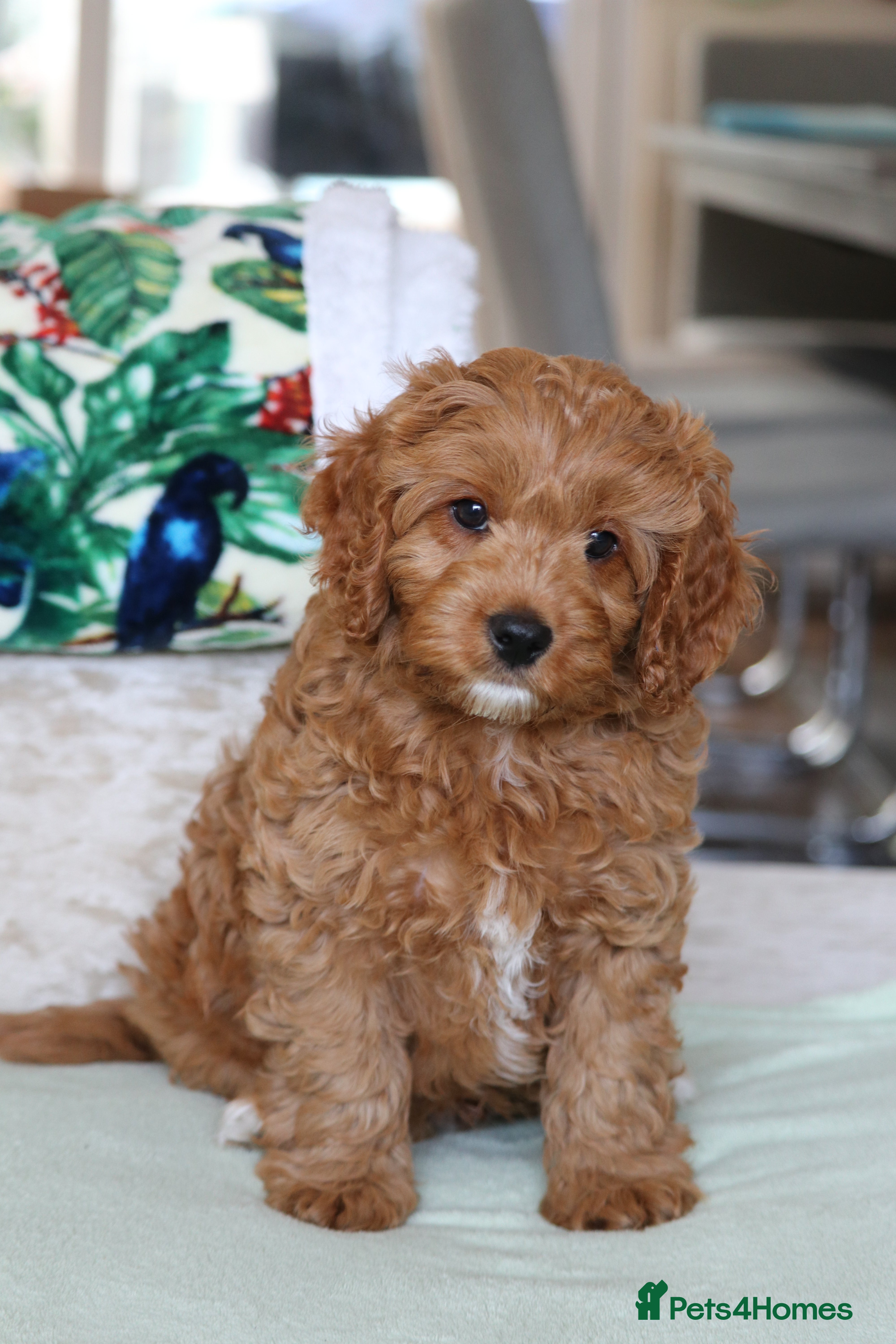 Cavapoo dogs ⭐️Deep Red Cavapoo Puppies🐾🐶 READY NOW - Advert 2
