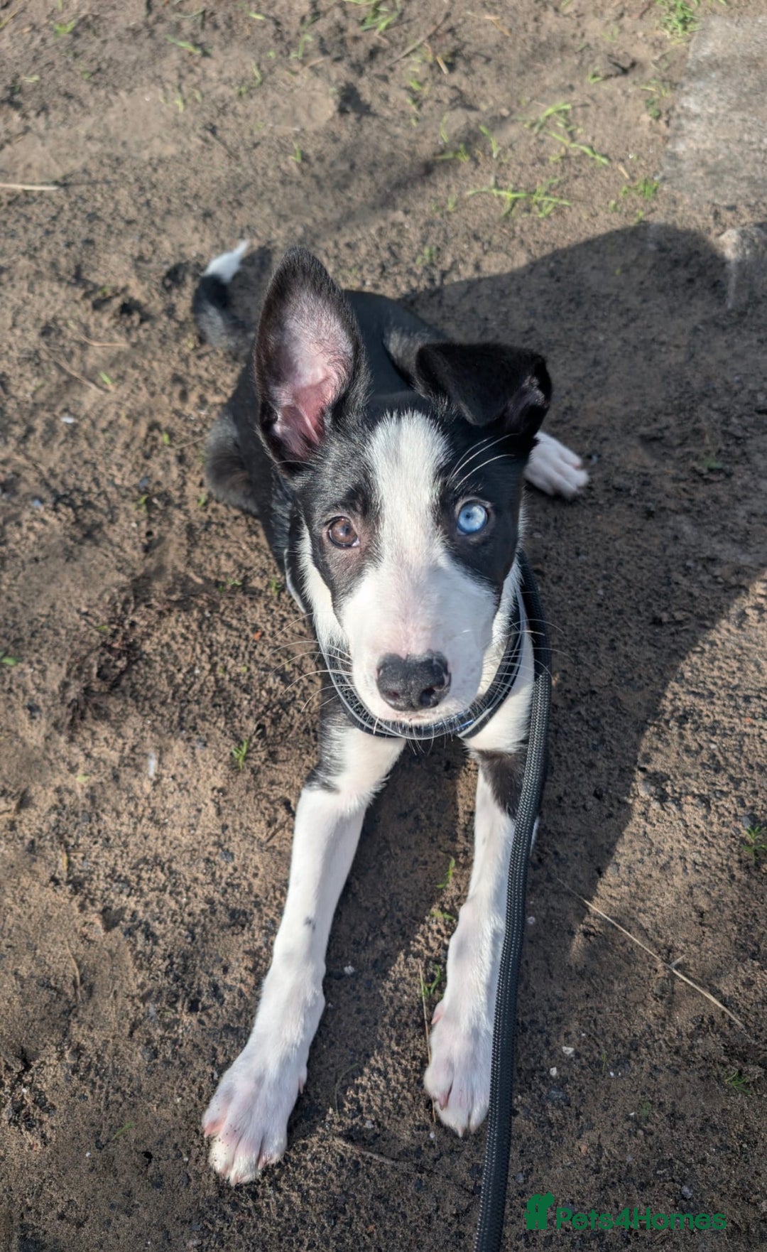Border Collie dogs for sale: Border collie puppy for sale 13 weeks old male - Advert 1