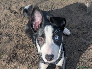 Border Collie dogs Border collie puppy for sale 13 weeks old male - Advert 1
