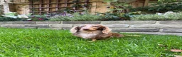 Miniature Dachshund dogs for stud: KC Reg Health Tested Longhaired Chocolate Dapple - Advert 5