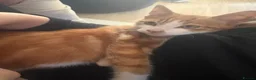 Mixed Breed cats for sale: Gorgeous ginger kitten  - Advert 3