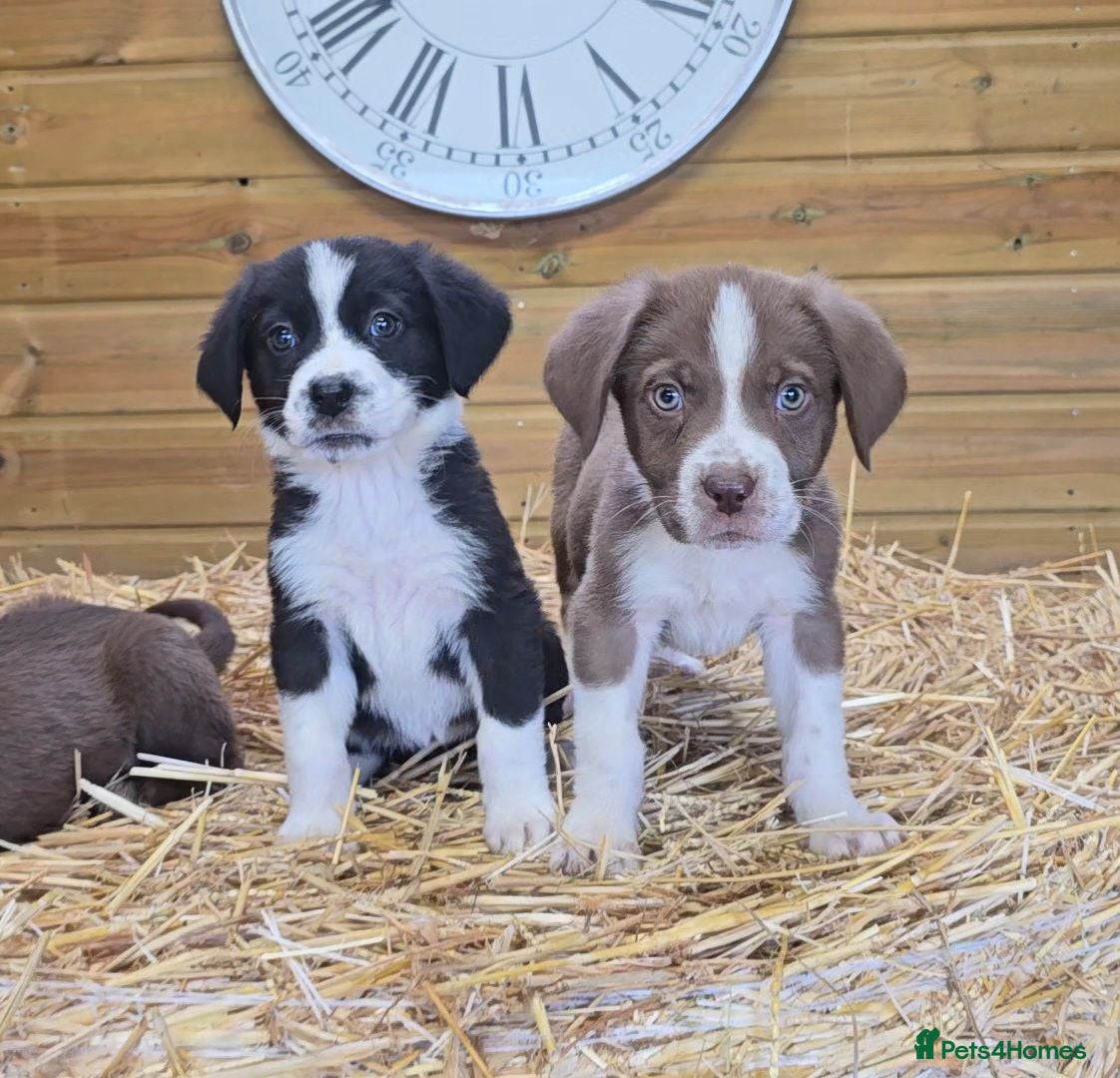 Mixed Breed dogs Beautiful Newfound puppies now available ☺️ - Advert 14