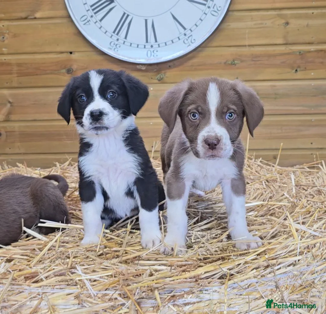 Mixed Breed dogs for sale: Beautiful Newfound puppies now available ☺️ - Advert 1
