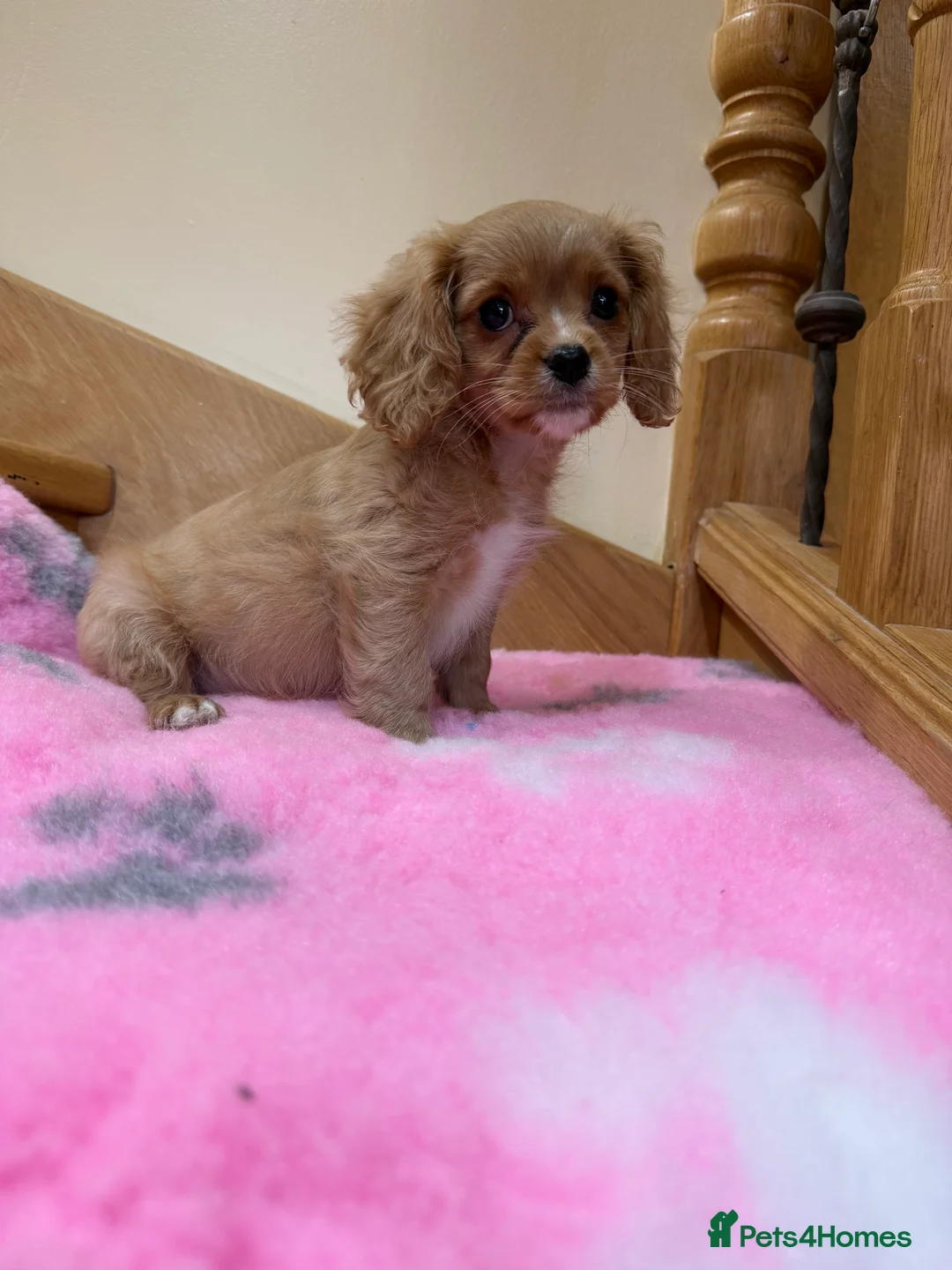 Cavapoochon dogs for sale: Cavapoochon - Advert 7