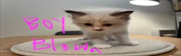 Ragdoll cats for sale: GCCF mom’s pure ragdoll kittens sale in London  - Advert 9