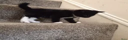 British Longhair cats for sale: 2 male kittens for sale - Advert 8