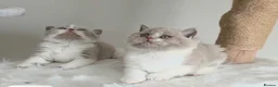 British Shorthair cats for sale: GCCF Active British shorthair  - Advert 5