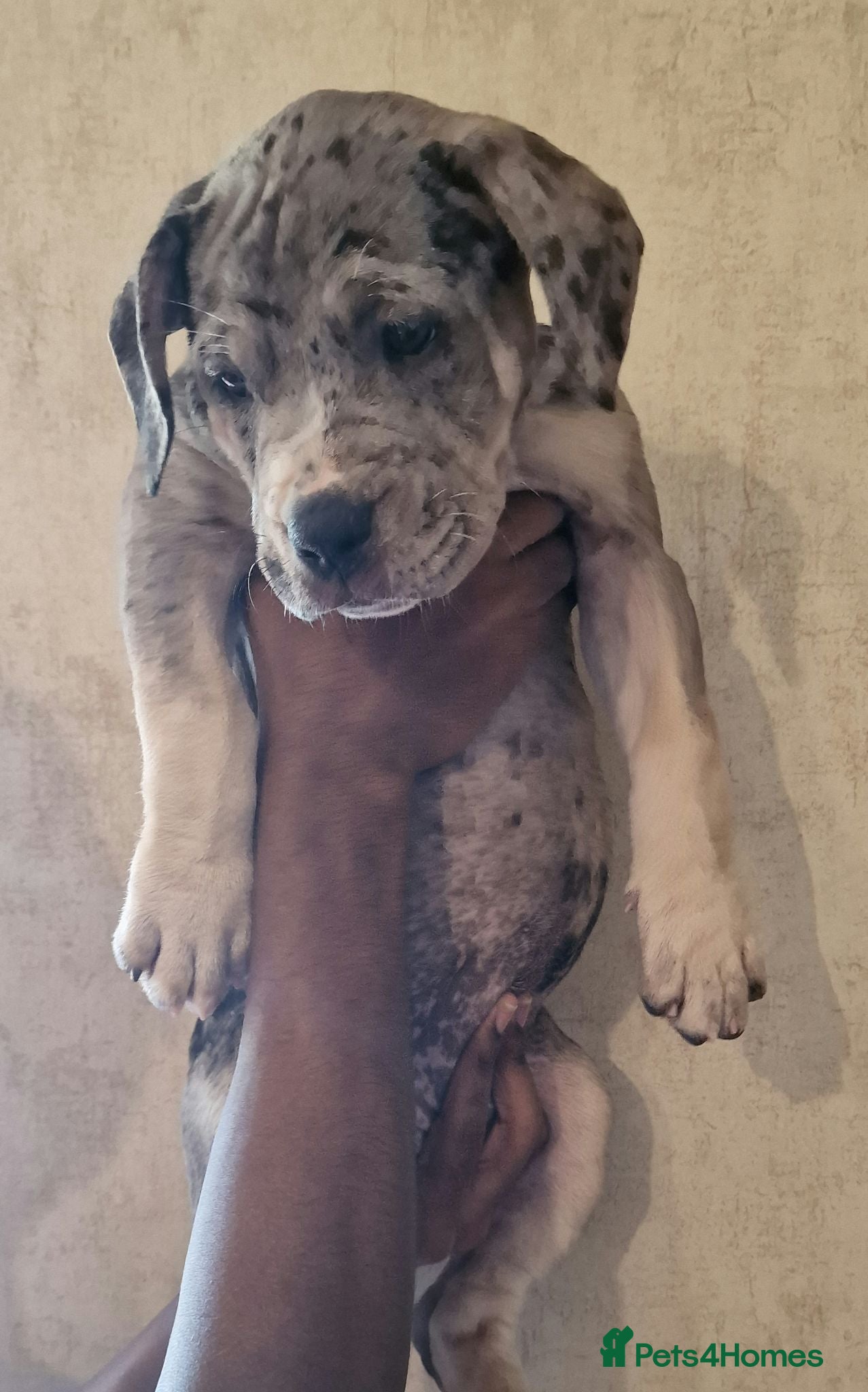 Mastiff dogs Mastiff Puppies {Merle female ,Chocolate male - Advert 1