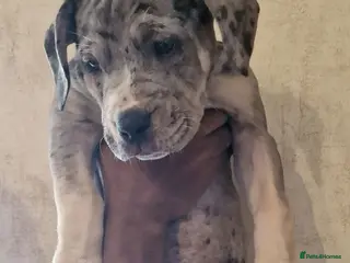 Mastiff dogs Mastiff Puppies {Merle female ,Chocolate male - Advert 5