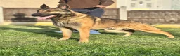 German Shepherd dogs for stud: WORKING LINE STABLE GERMAN SHEPHERD FOR STUD  - Advert 4