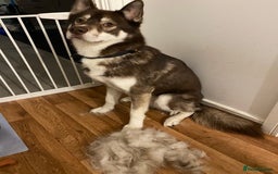 Siberian Husky dogs for sale: Siberian Husky - Advert 8